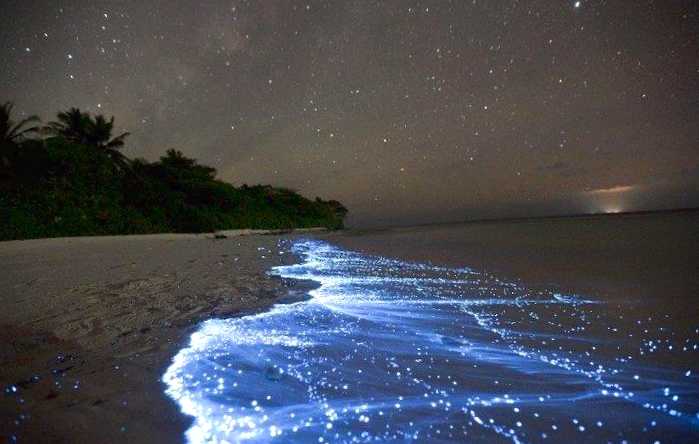 Alga-bioluminestalmentalmentalmentalmentcalmentcalce